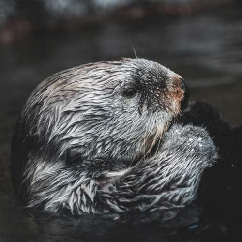 Sea-otter